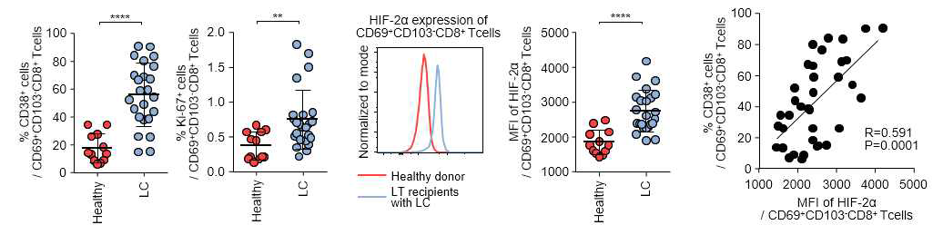 간내 관류액의 CD69+CD103-CD8+ T 세포의 활성화 마커 (CD38, Ki-67) 와 HIF-2α 발현을 건강인과 간경화 환자에서 비교한 그래프 (좌), CD38 과 HIF-2α 발현의 관련성 (우)