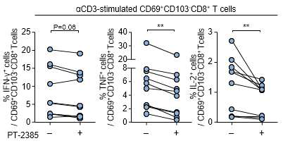 간경화 환자의 간내 관류액 T 세포를 CD3/CD28 자극 후 CD69+CD103-CD8+ T 세포의 사이토카인 분비능을 PT-2385 처리 여부에 따라 비교한 그래프