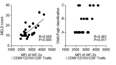 CD69+CD103-CD8+ T 세포의 HIF-2α 발현량과 MELD score, 또는 CTP score 과의 연관성 분석