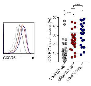 류마티스 관절염 관절액에서 얻은 조직 상주 T세포에서 chemokine 수용체 CXCR6의 발현 분석