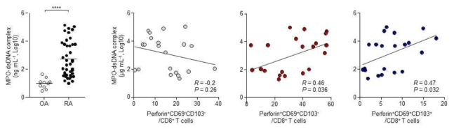 류마티스 관절염 관절액 내 MPO-dsNDA 수치와 perforin 발현 CD69+CD103+/-CD8 T세포와의 상관성 분석