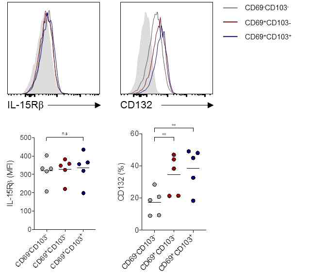 CD69+CD103+/-CD8 T세포에서 IL-15에 대한 수용체 (IL-15Rβ 및 CD132) 발현의 차이 분석