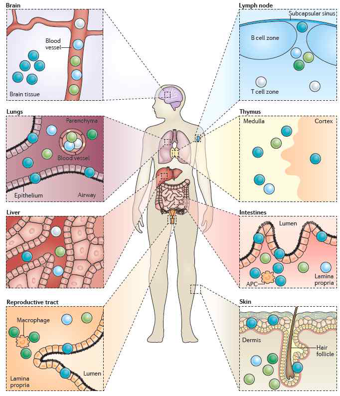 다양한 장기에 존재하는 조직 상주 T 세포 그림 (Nat Rev Immunol 2015)