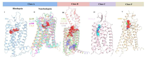 다양한 class의 G-protein coupled receptor