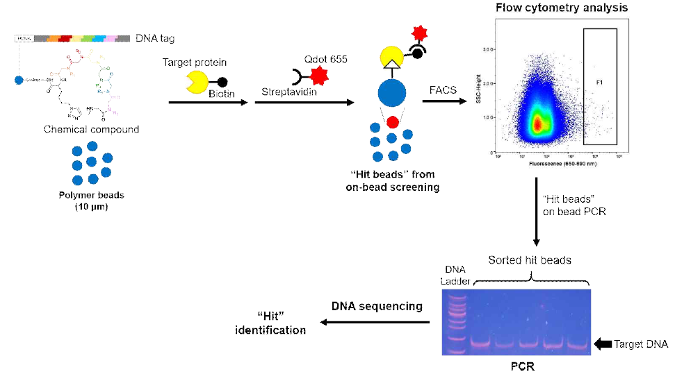 FACS를 활용한 DNA-encoded library 스크리닝 과정