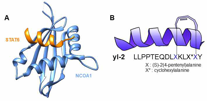 A) NCOA1/STAT6 PPI crystal 구조 B) 발굴한 stapled peptide
