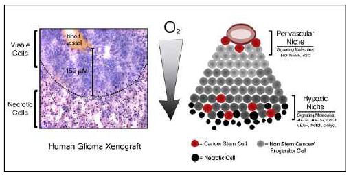 Cancer niche