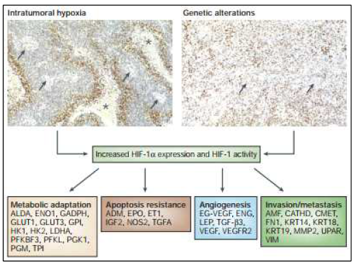 Genes that are transcriptionally activated by HIF-1a