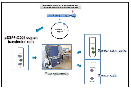 pEGFP-ODC1degron system for isolation of cancer stem cells