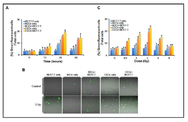 Irradiated cancerous endothelial cells derived from breast cancer tissue triggers breast cancer stem cells