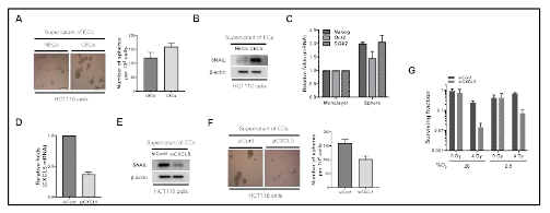 Effect of CXCL5 secreted from cancer endothelial cells isolated from colorectal cancer tissues on radioresistance of colorectal cancer cells under normoxia and hypoxia