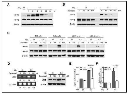 Effect of docetaxel on HIF-1α expression and its transactivation