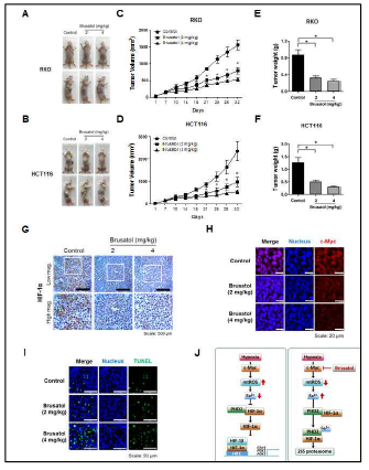 Brusatol-mediated activation of PHDs delays xenograft tumor growth