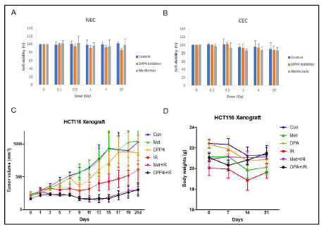 Effect Metformin and DPP4 inhibitor on radiosensitivity of tumor growth