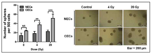 Effect of conditioned media of irradiated (4 or 20 Gy) cancer endothelial cells isolated from human colorectal cancer tissues on the generation of colorectal cancer stem cells