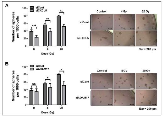 Effect of radiation (4 or 20 Gy)-induced CXCL5 and ADAM17 in cancer endothelial cells on generation of cancer stem cells