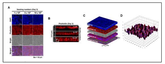 Analysis of cancer cell growth in PCL fiber culture system