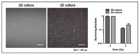 Analysis of utilization of PCL fiber culture system for individual patient treatment. Red spot indicates TRITC-phalloidin-labelled cancer cells