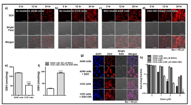 a-d) PEG-WCGKC-SS-Si의 GSH 농도에 따른 세포내 DOX 방출. e-f) 세포내 GSH 농도. g) GSH에 의해 PEG-WCGKC-SS-Si로부터 방출된 DOX의 세포핵내의 분포. h) PEG-WCGKC-SS-Si에 의한 세포의 clonogenic survival