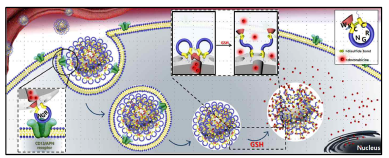 CNGRC 펩타이드가 도입된 mesoporous 나노전달체 모식도