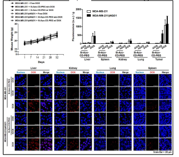 Tumor xenograft mouse model을 이용한 표적지향형 약물전달시스템의 생체 분포