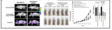 Tumor xenograft mouse model을 이용한 in vivo 치료효과