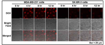 Si-cA6W-PEG를 처리한 MDA-MB-231과 SK-BR-3 cell에서의 DOX 방출 거동