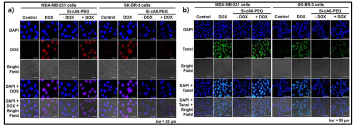 Si-cA6W-PEG에 의한 DOX의 세포 내 분포 (a) 및 TUNEL assay (b)