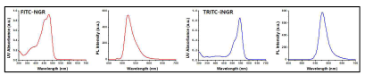 암혈관내피세포의 optical 이미징을 위한 타겟팅 TRITC-iNGR 및 FITC-NGR 펩타이드의 형광 특성