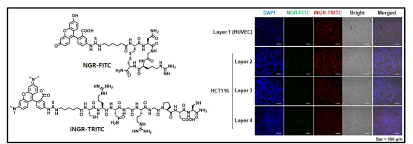 생체모사시스템에서 암혈관내피 세포의 optical 이미징을 위한 타겟팅 CNGRC 및 iNGR 펩타이드의 유효성 검증