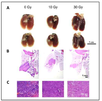 방사선 치료 후 4주째 각 폐암실험군의 (A) 육안사진, (B) hematoxylin & esoin으로 염색한 폐조직 사진