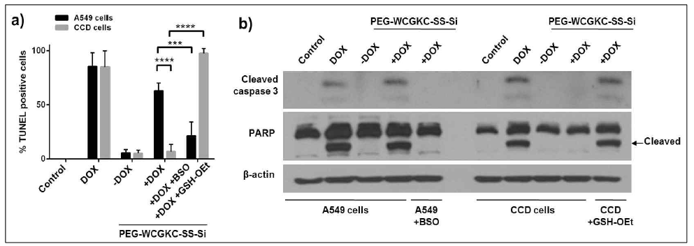 a) PEG-WCGKC-SS-Si에 의한 TUNEL-positive 세포의 퍼센트. b) PEG-WCGKC-SS-Si 에 의한 세포의 caspase activity