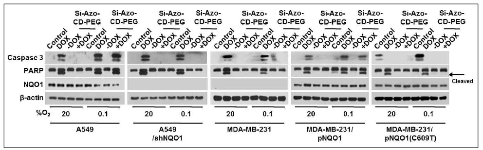 Si-Azo-CD-PEG에 의한 세포의 caspase activity
