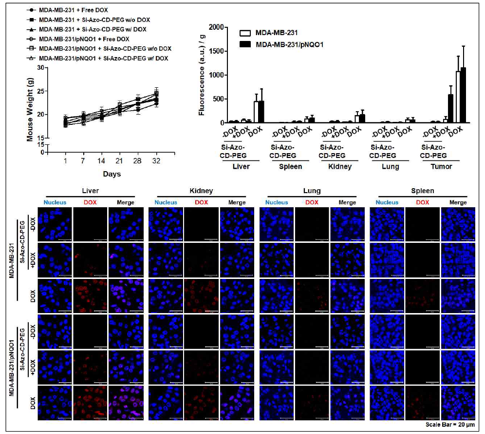 Tumor xenograft mouse model을 이용한 표적지향형 약물전달시스템의 생체 분포