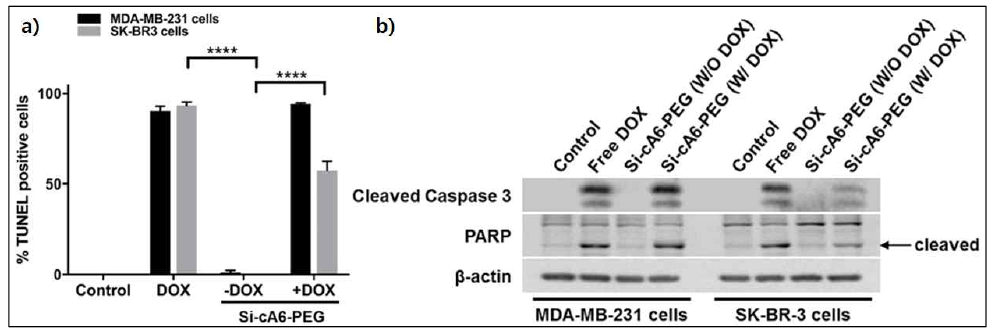 Si-cA6W-PEG에 의한 TUNEL-positive 세포 (a) 및 세포의 caspase activity (b)
