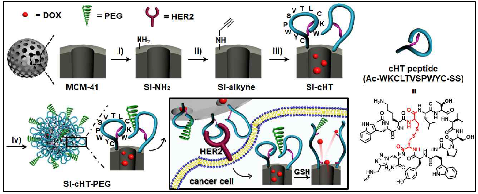 방사선 치료효과 극대화를 위한 HER2 타겟팅 펩타이드가 도입된 나노전달체의 모식도