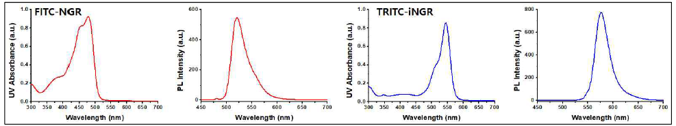 암혈관내피세포의 optical 이미징을 위한 타겟팅 TRITC-iNGR 및 FITC-NGR 펩타이드의 형광 특성
