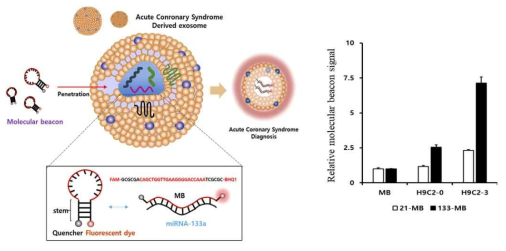 Molecular beacon을 이용한 엑소좀 내부 miRNA 검출 모식도 (A) 및 이를 통해 정량 분석된 miR-133a 특이적 신호와 비특이적 신호의 비율 측정 결과