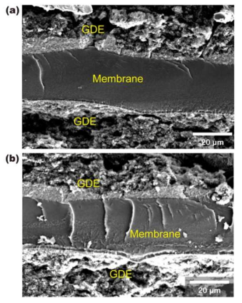 (a) wet/dry 5700 cycle 후 MEA-16의 단면 SEM image (b) wet/dry 6300 cycle 후 MEA-41의 단면 SEM image