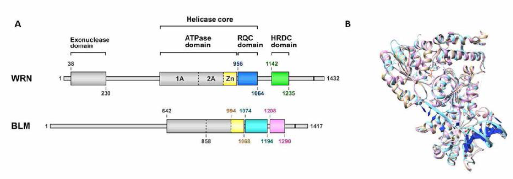 A) WRN helicase의 domain 구성 (Kitano, Front, Genet, 2014) B) 예측된 WRN helicase domain의 구조 (금색), 정밀화 된 구조(분홍색)와 구조 예측에 사용된 template 구조(하늘색)