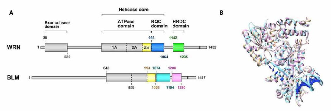 A) WRN helicase의 domain 구성 (Kitano，Front. Genet. 2014) B) 예측된 WRN helicase domain의 구조 (금색)，정밀화된 구조 (분홍색)와 구조 예측에 사용된 template 구조 (하늘색)