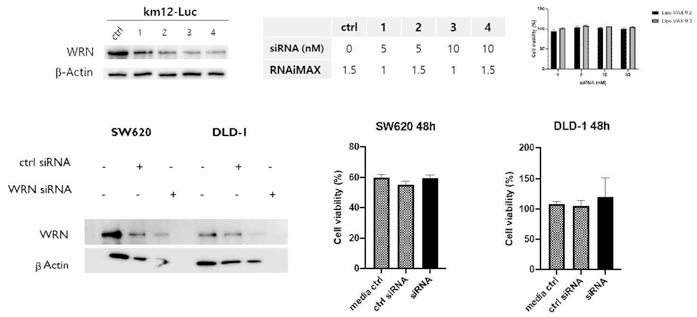 KM12, SW620, DLD-1 세포주의 WRN 비의존성 세포 사멸 검증 결과