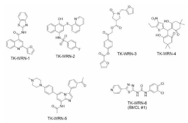 인공지능을 통하여 도출한 WRN 저해제 후보군