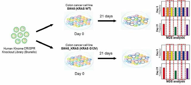 KRAS mutation 에 따른 kinome CRISPR/Cas9 스크리닝