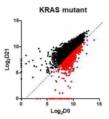 KRAS mutant 세포에서 Kinome 스크리닝