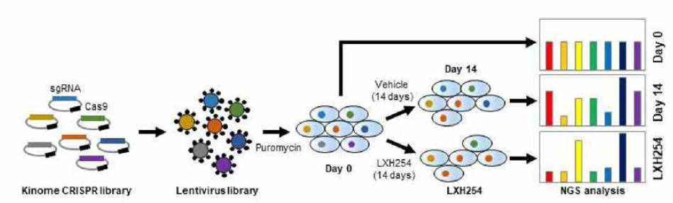 NRAS 돌연변이 폐암 세포주를 이용한 kinome CRISPR 스크리닝