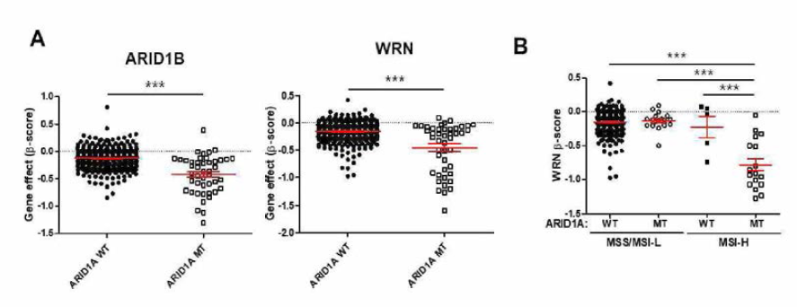 ARID1A mutation 세포주에서 WRN 유전자의 essentiality 확인