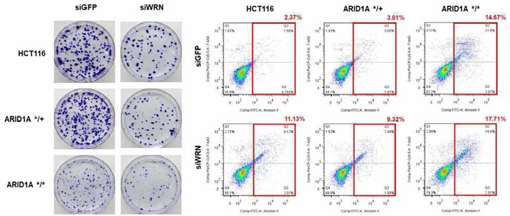 WRN knock-down에 의한 세포 사멸 증가