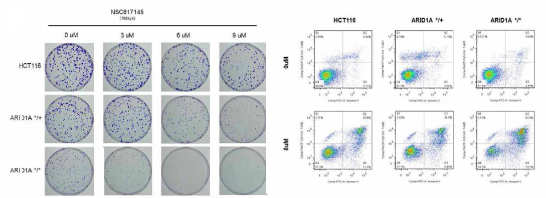 WRN 억제제 NSC617145에 의한 세포 사멸 및 apoptosis 증가