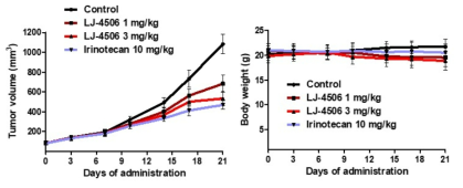 LJ-4506의 in vivo 항암활성과 체중변화